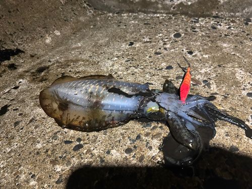 鼠ヶ関港