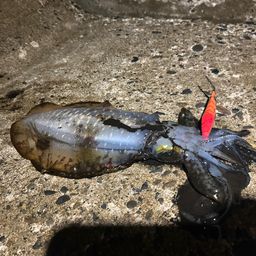 アオリイカ