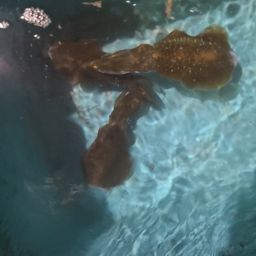 アオリイカ