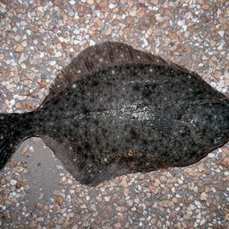 カレイ