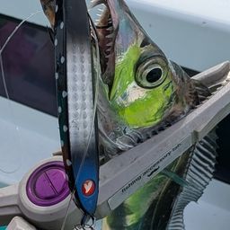 タチウオ