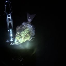 クロダイ