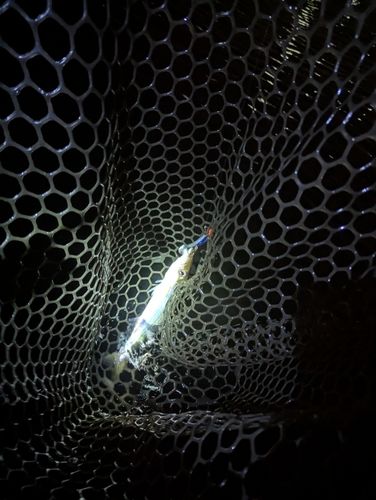 カマスの釣果