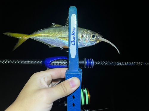 マアジの釣果
