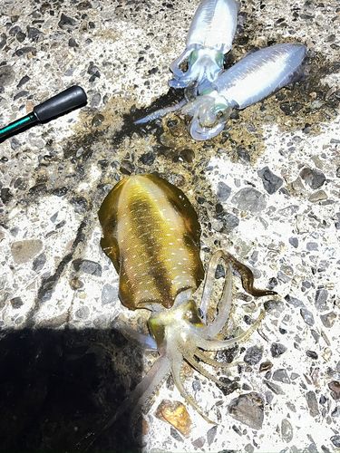 アオリイカの釣果