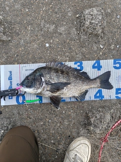 クロダイの釣果