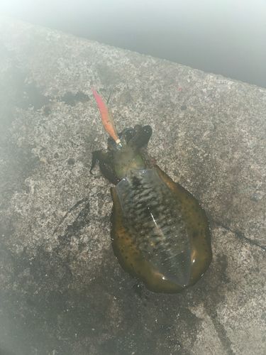 アオリイカの釣果