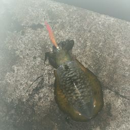アオリイカ