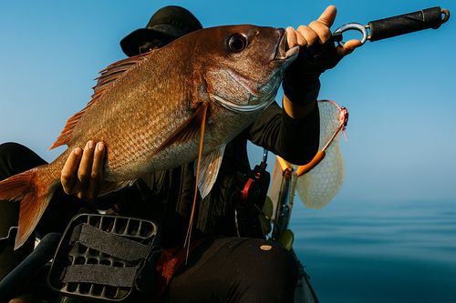 タイの釣果