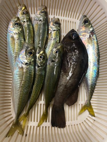 大船渡湾