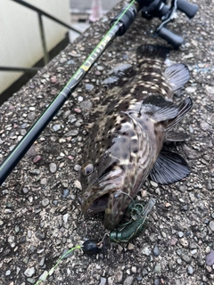 チャイロマルハタの釣果