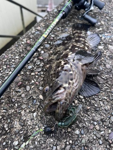 チャイロマルハタの釣果