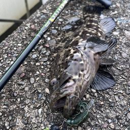 チャイロマルハタ