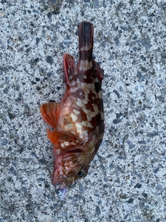 カサゴの釣果