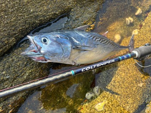 スマカツオの釣果