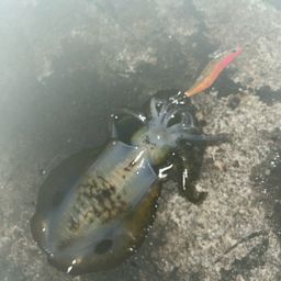 アオリイカ