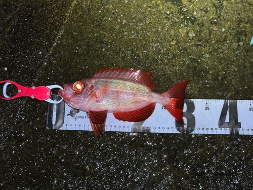 キントキダイの釣果