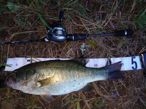 ブラックバスの釣果