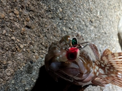 カサゴの釣果