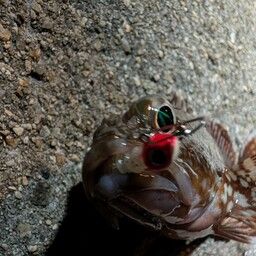 カサゴ