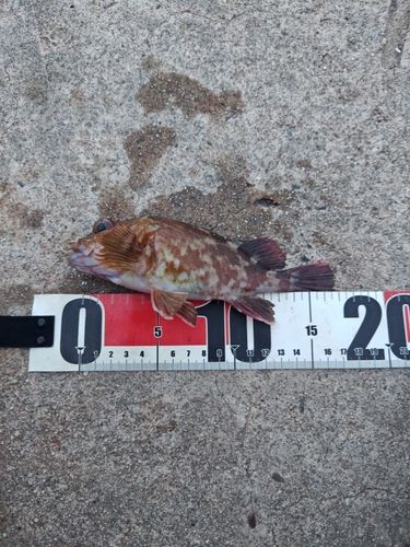 カサゴの釣果