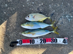 イナダの釣果