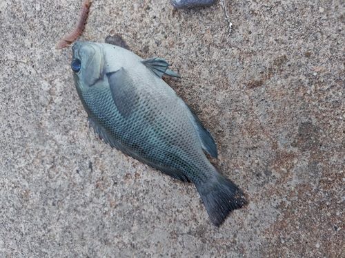 グレの釣果