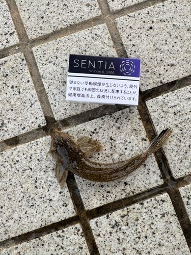 メゴチの釣果