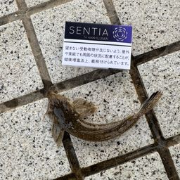 メゴチ