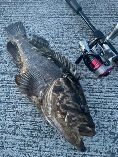 タケノコメバルの釣果
