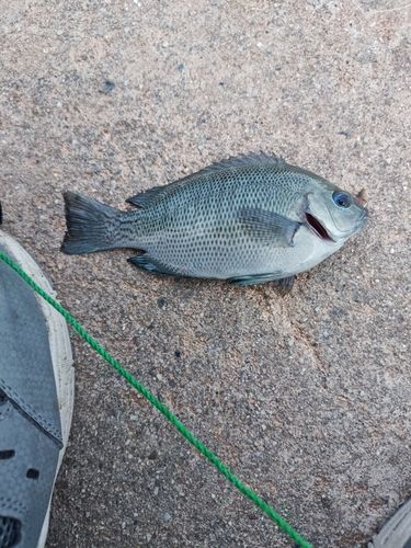 グレの釣果