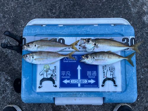 アジの釣果