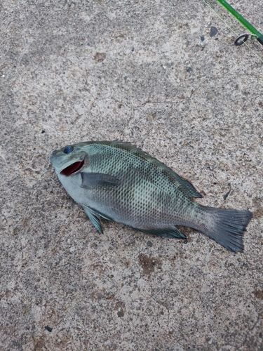 グレの釣果