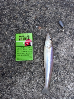 シロギスの釣果