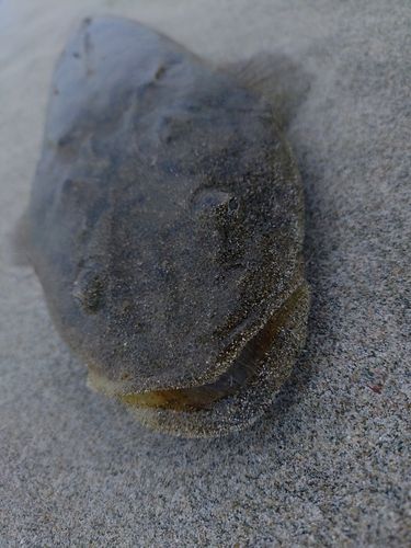 マゴチの釣果
