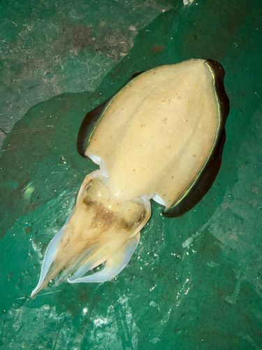 モンゴウイカの釣果