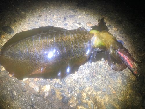アオリイカの釣果