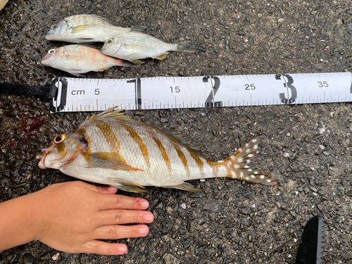 タカノハの釣果