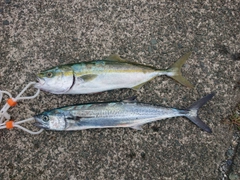 サゴシの釣果