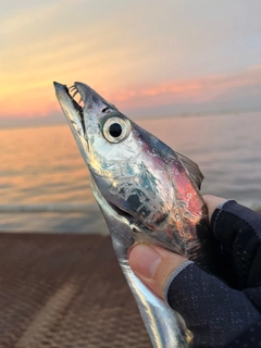 タチウオの釣果