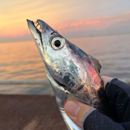 タチウオ