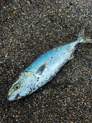 ワカシの釣果