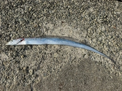 タチウオの釣果