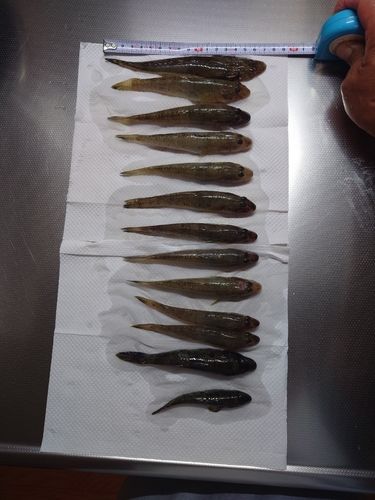 ハゼの釣果