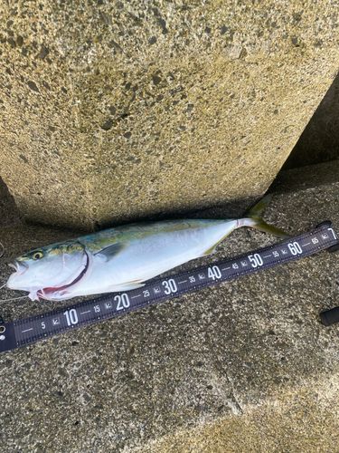 ワラサの釣果