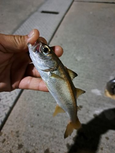 ムツの釣果