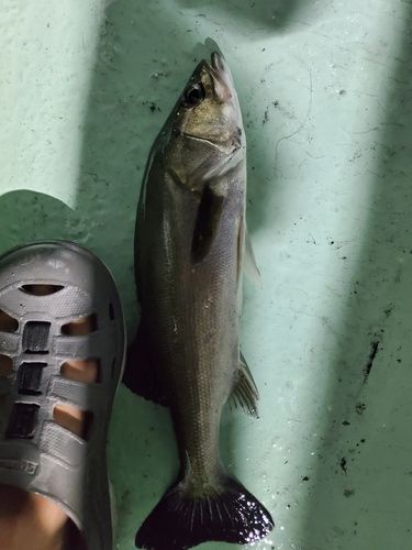気仙沼湾