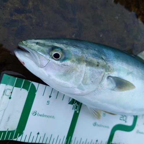 フクラギの釣果