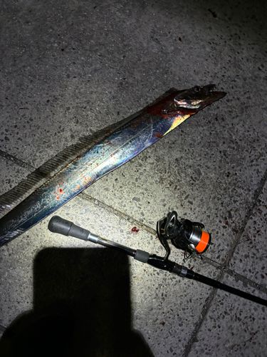 タチウオの釣果