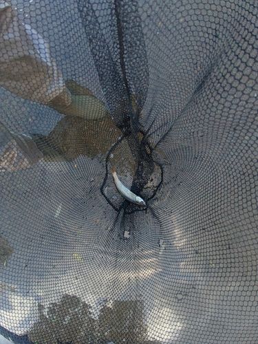 ウグイの釣果